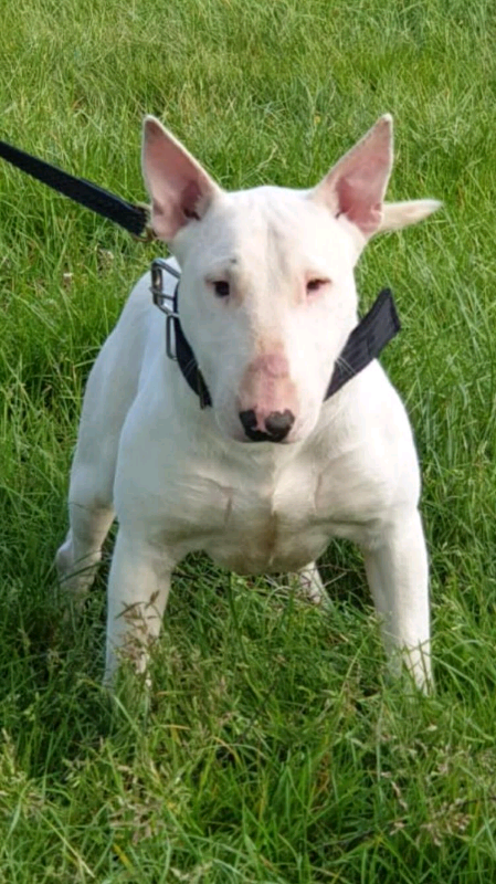 bull terrier gumtree